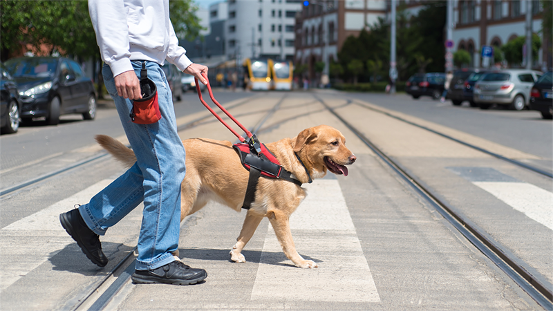 NetVet News - Conteúdo relevante para veterinários