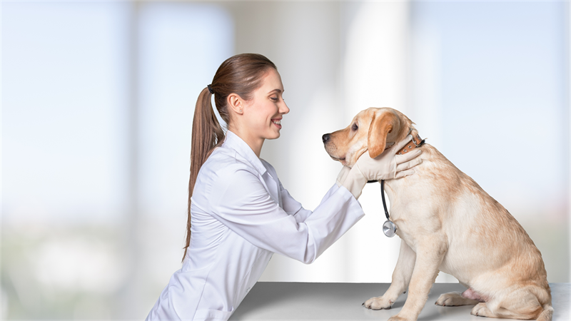 NetVet News - Conteúdo relevante para veterinários