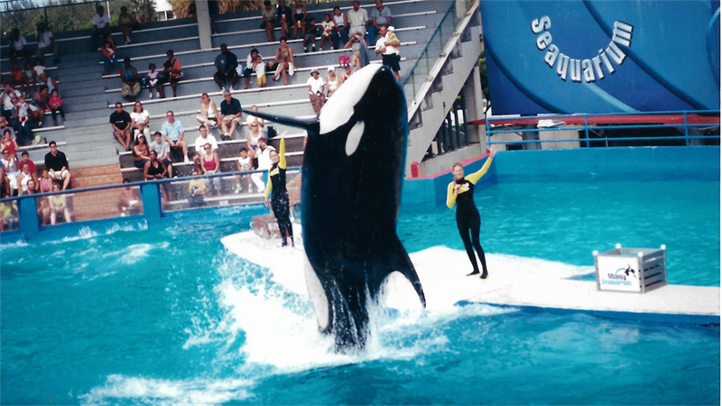 Desde 1980 não convive com outras orcas.Foto: Milton Marcondes
