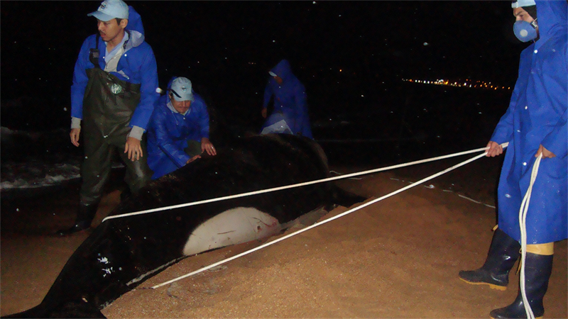 Tentando reposicionar a orca encalhada em Anchieta - ES Foto Juliede Neves/Instituto Baleia Jubarte