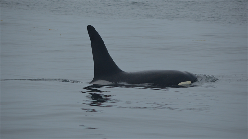 A dorsal dos machos de orca é caracteristica.Foto: Milton Marcondes