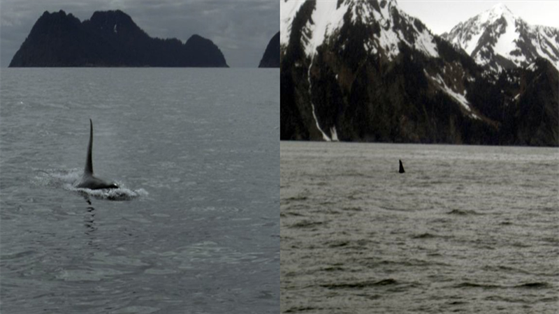 Uma orca se aproximando do barco (esquerda) e seguindo  em direção à praia (direita). Foto:Milton Marcondes