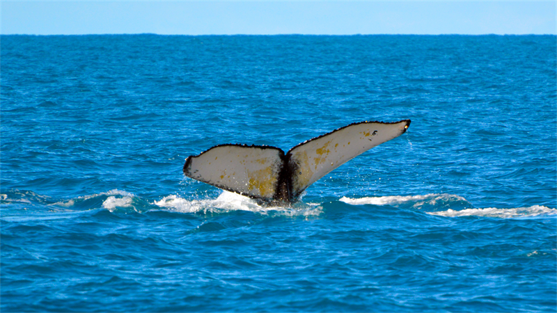 A baleia cantora
