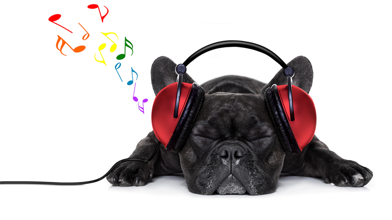 Música e outros sons para cães 