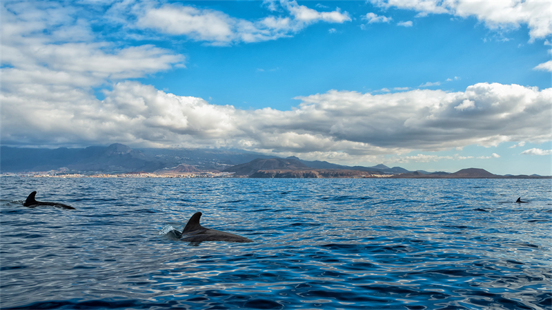 Mais de 450 baleias encalhadas na Tasmânia