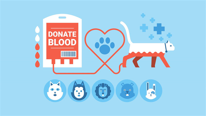 Banco de Sangue Animal está salvando diversas vidas