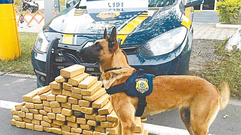 Com auxílio de cães farejadores, polícia bate recordes de apreensão de drogas