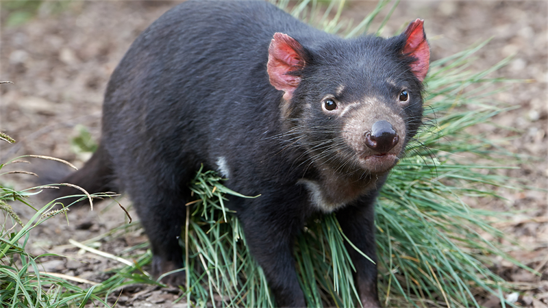 O diabo-da-tasmânia pode ser salvo da extinção 