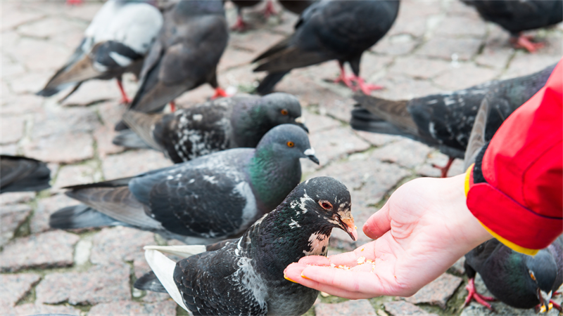 Lei proíbe alimentar pombos em São Paulo
