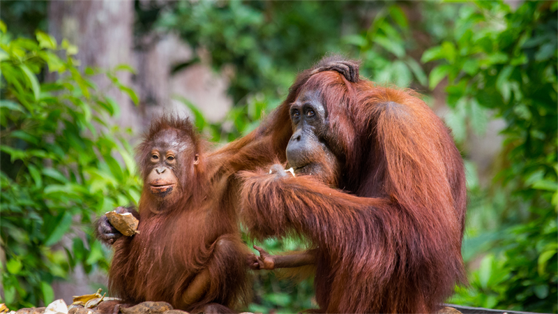 Orangotangos correm risco de extinção 