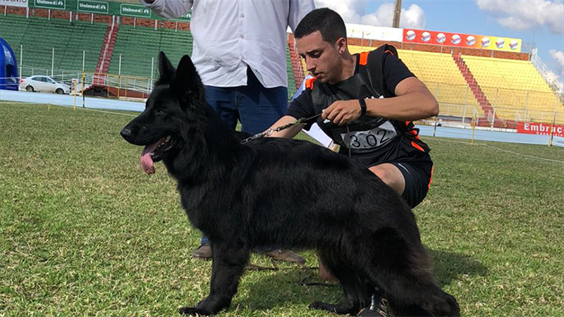 Pastor-Alemão preto destaca-se junto aos capa pretas conquistando vitórias