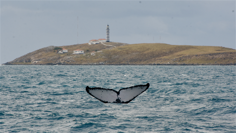 A baleia cantora