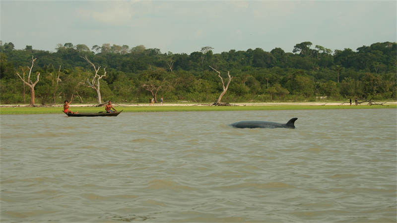 Uma história que começa jogando sinuca na Bahia e termina na Amazônia tentando salvar uma baleia a mais de 1.000 km do mar