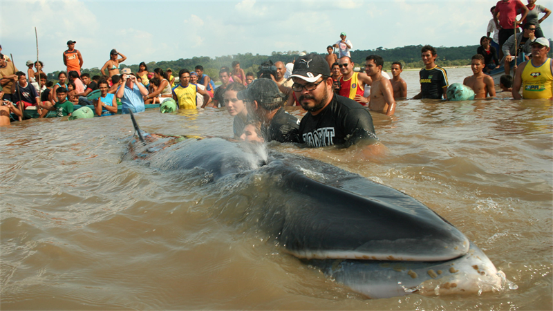 Uma baleia na Amazônia - Parte 1