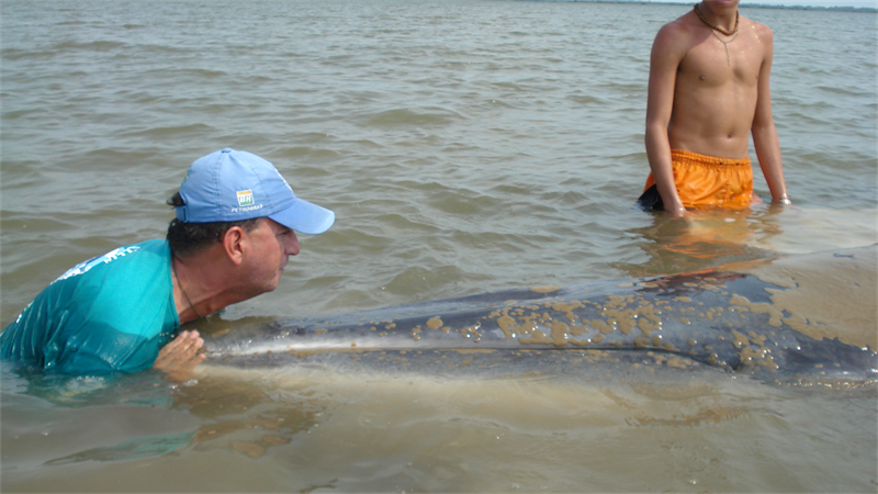 O desafio de cuidar de uma baleia em um rio da Amazônia.