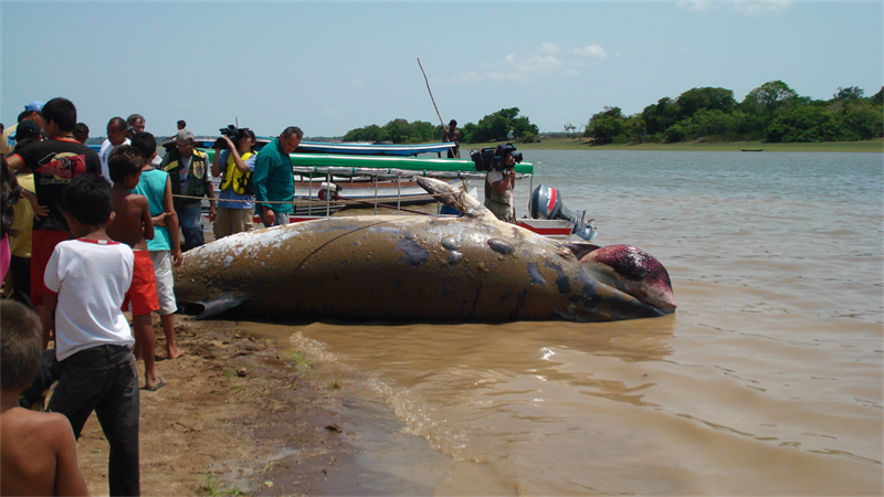 Uma baleia na Amazônia - Parte 3