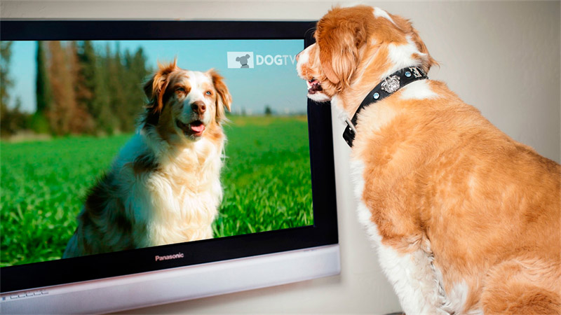 Um canal de TV para cães 